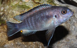 Tropheops sp. 'chilumba'